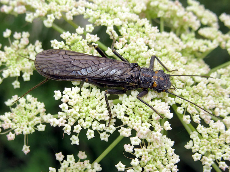 Perlidae??  No, Perlodidae: Perlodes microcephalus